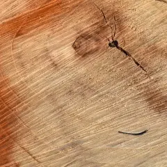 Słoje drewna z widocznymi ciemnymi plamami i pęknięciami. Pomarańczowy nalot tworzy ciekawe wzory.