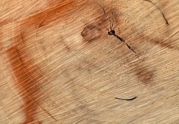 Słoje drewna z widocznymi ciemnymi plamami i pęknięciami. Pomarańczowy nalot tworzy ciekawe wzory.