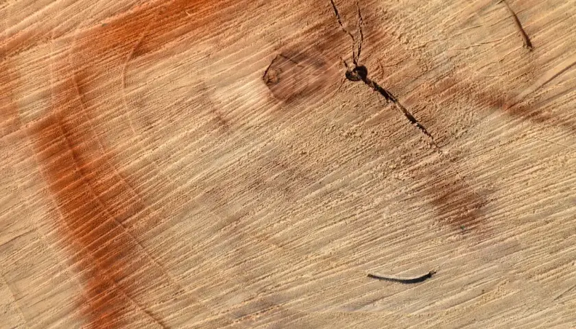 Słoje drewna z widocznymi ciemnymi plamami i pęknięciami. Pomarańczowy nalot tworzy ciekawe wzory.