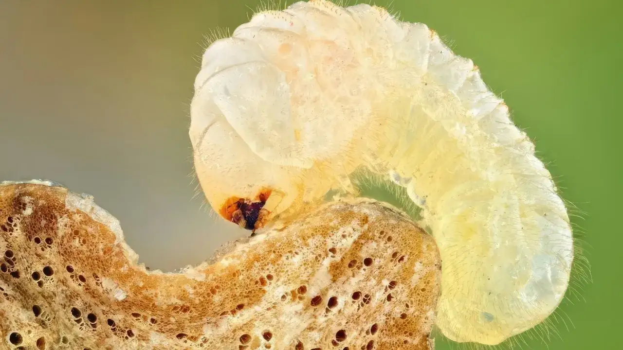 Larwa kołatka domowego, słyszalny w ciszy nocy, wgryza się w drewno.